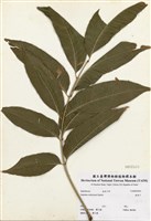 藏品(無患子)的圖片